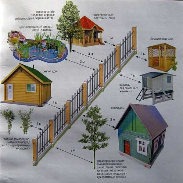 Рекомендуемые СНиПом расстояния от забора до растений