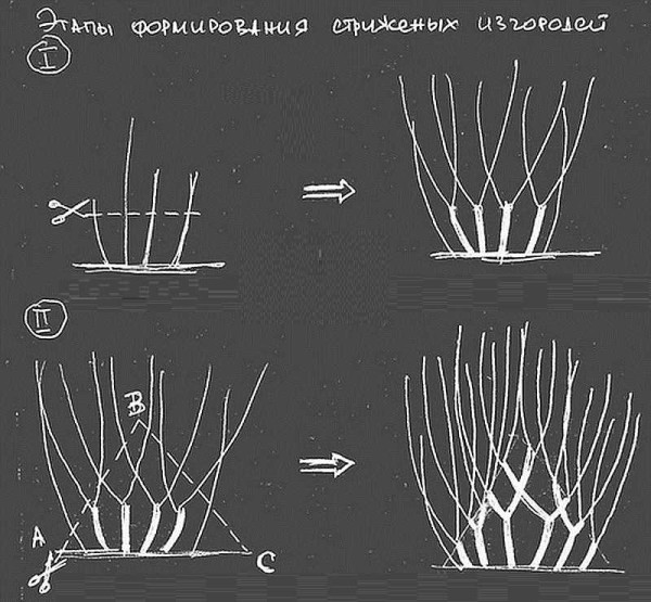 Как обрезать живую изгородь для формирования "скелета" - первые два этапа