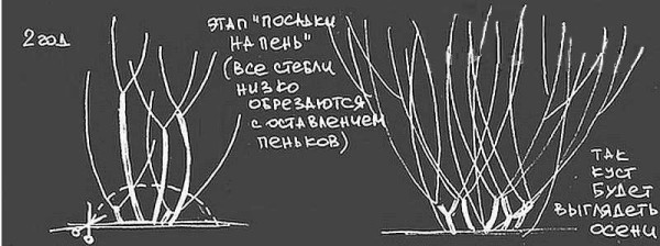 Второй год формирования живой изгороди