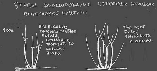 Первый год формирования свободно растущей изгороди