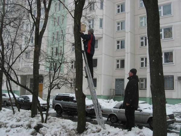 Пением птиц хочется насаждаться и в городе