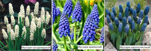 Мускари - многолетние луковичные цветы, которые цветут весной