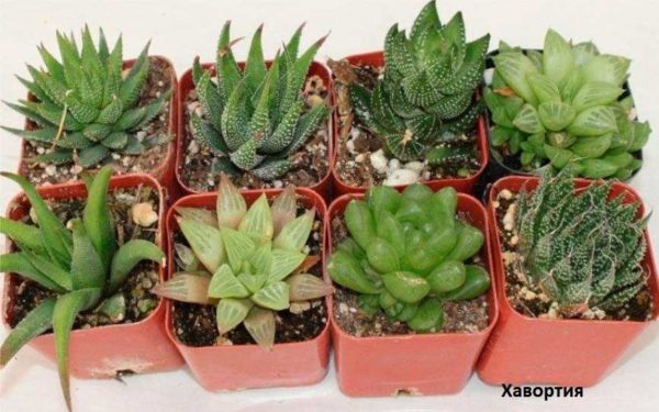 Просты в уходе суккуленты Хавортия (Haworthia)