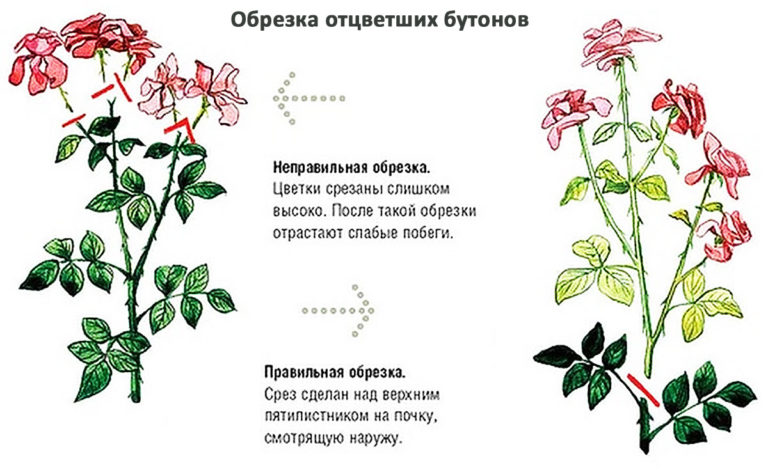 Обрезка отцветших бутонов