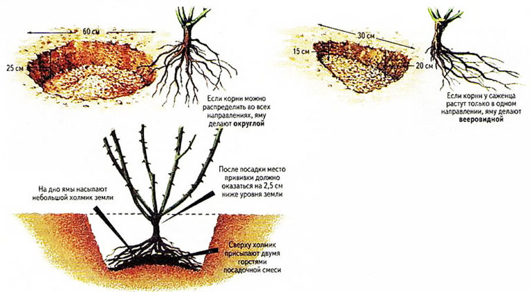 Посадка кустовой розы