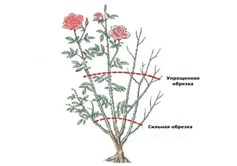 Упрощенная обрезка роз