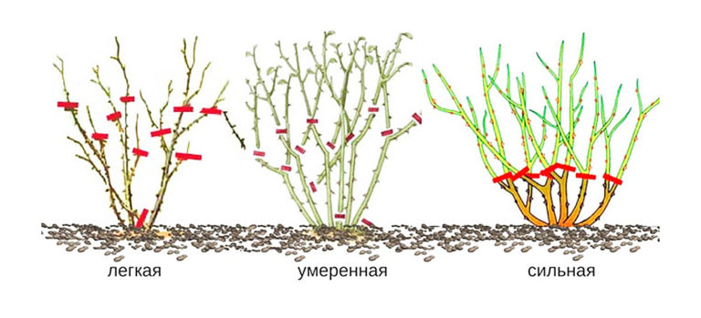 Виды обрезки роз