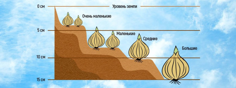 Глубина посадки тюльпанов