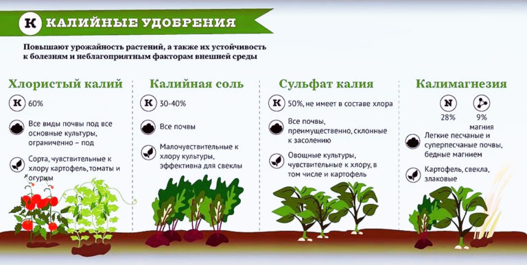 Калийные удобрения: хлористый калий, калийная соль, сульфат калия, калимагнезия